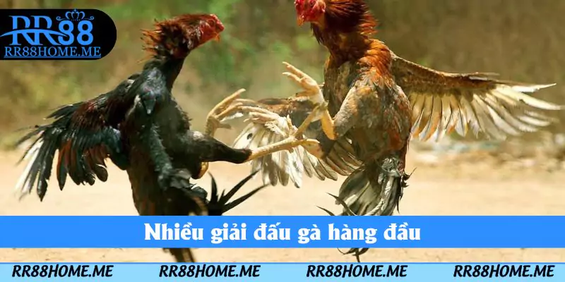 Nhiều giải đấu gà hàng đầu