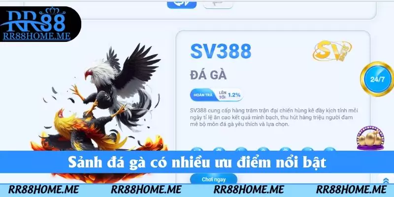 Sảnh đá gà có nhiều ưu điểm nổi bật