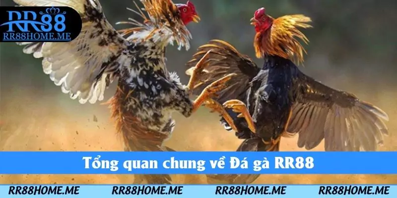 Tổng quan chung về Đá gà RR88