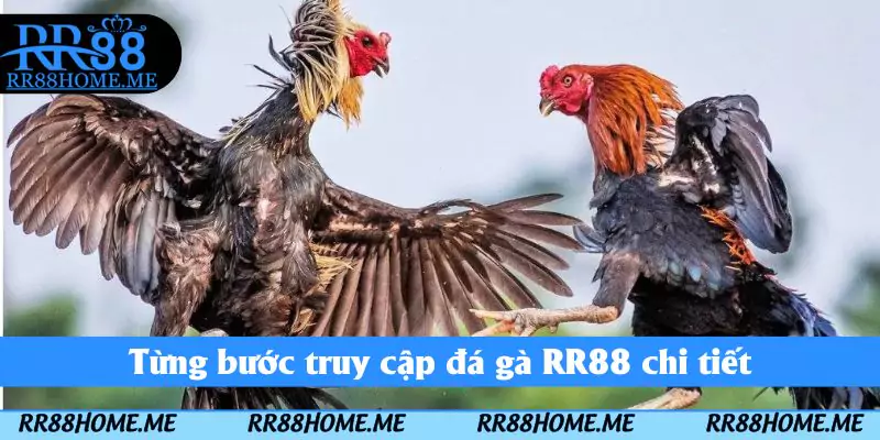 Từng bước truy cập đá gà RR88 chi tiết